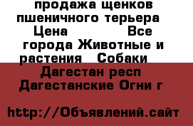 продажа щенков пшеничного терьера › Цена ­ 35 000 - Все города Животные и растения » Собаки   . Дагестан респ.,Дагестанские Огни г.